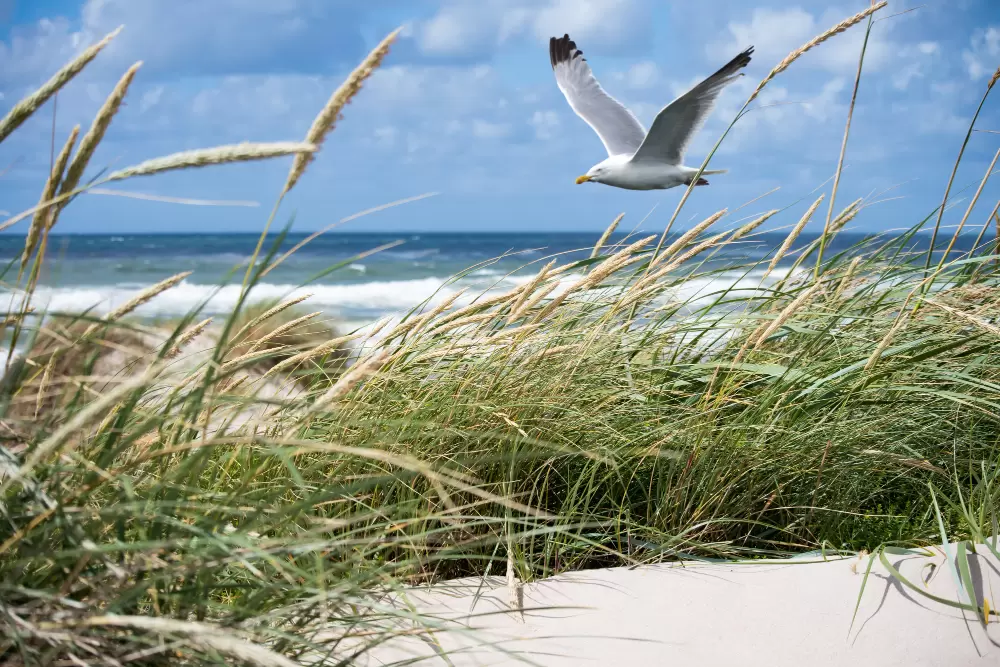 Jakie przestrzenie eventowe dostępne są w  gdańskiej dzielnicy Brzeźno blisko plaży? 