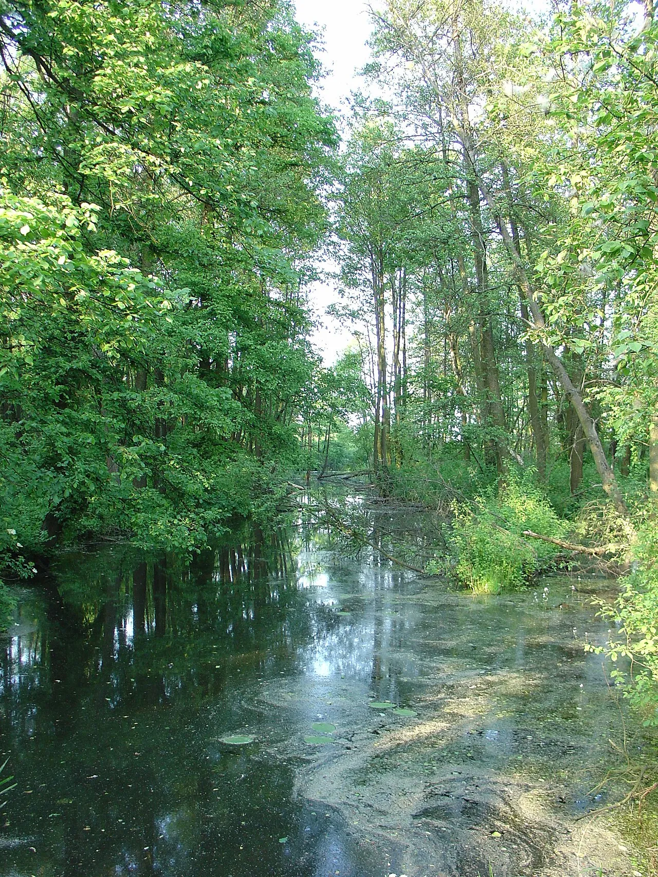 Korczew nad Bugiem 